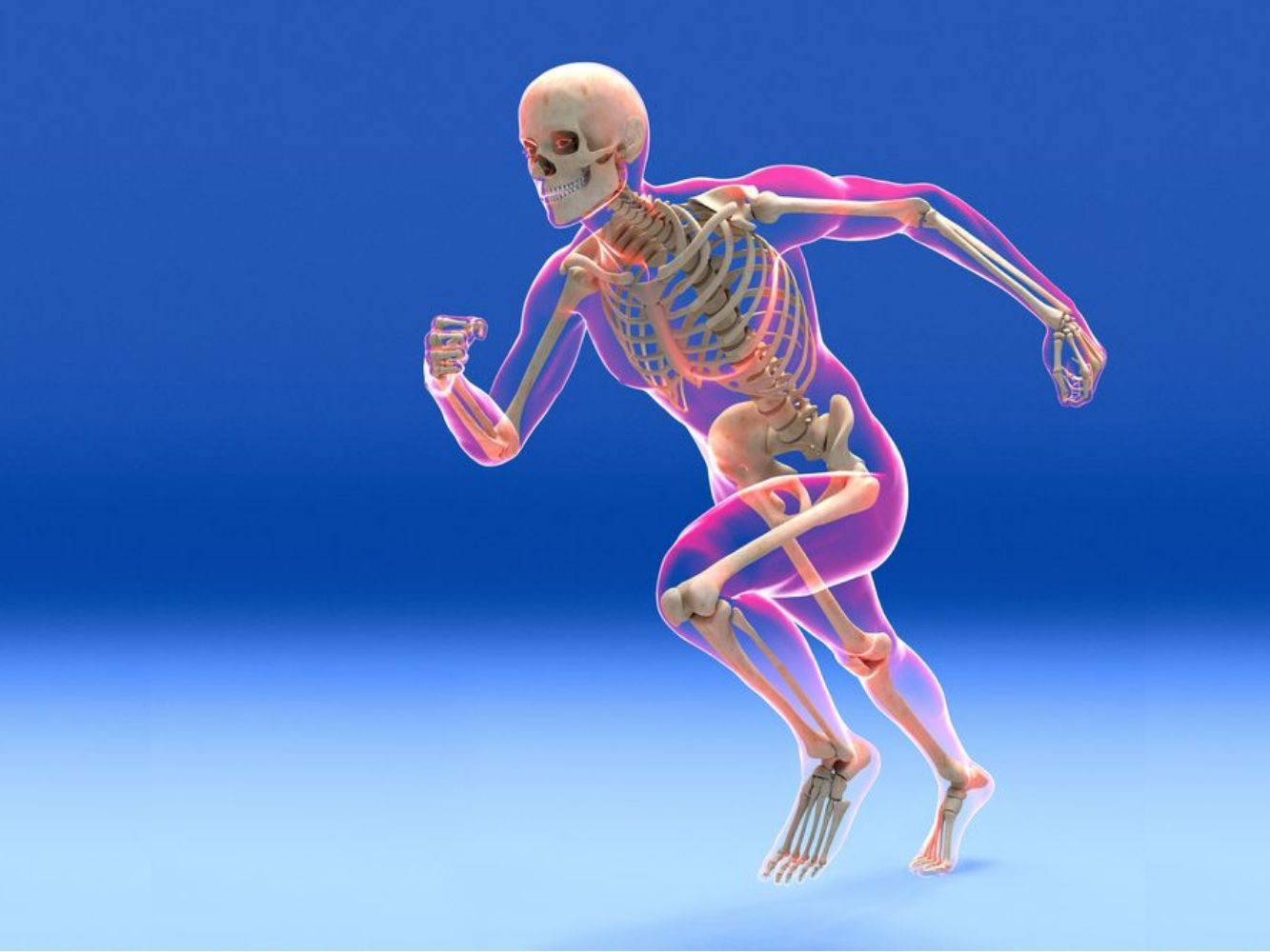 Bones Muscles Movement Pathfinders